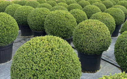 Ilex crenata - a forma